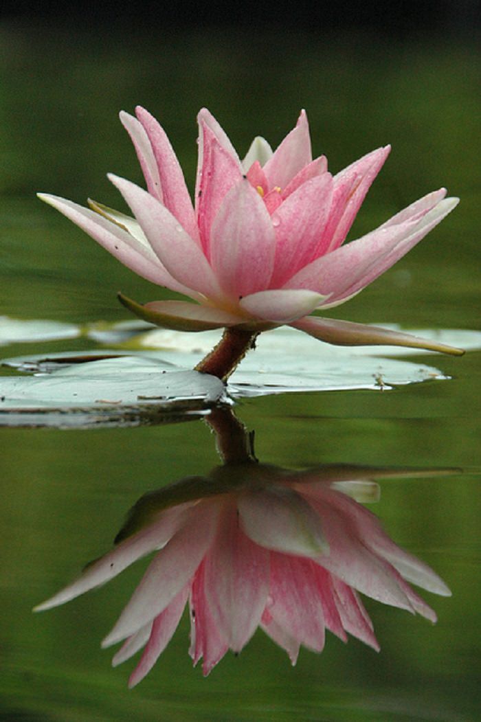 The Story of the Lotus Flower Nature BabaMail