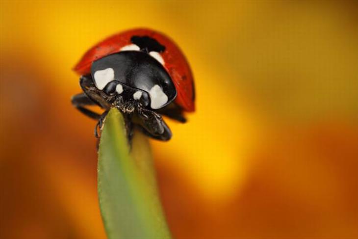 Ladybugs or Ladybirds