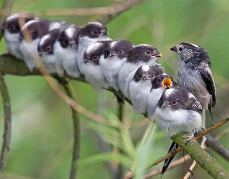 photos of birds huddling together 