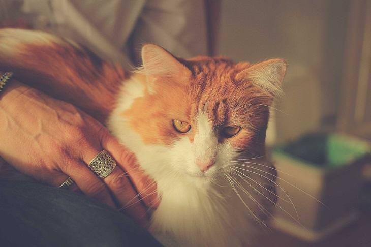 Health benefits of Cats