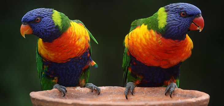 parrots