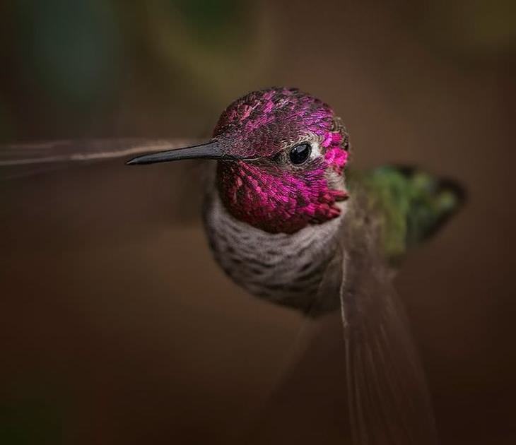 hummingbird