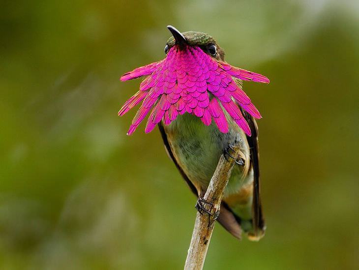 hummingbird