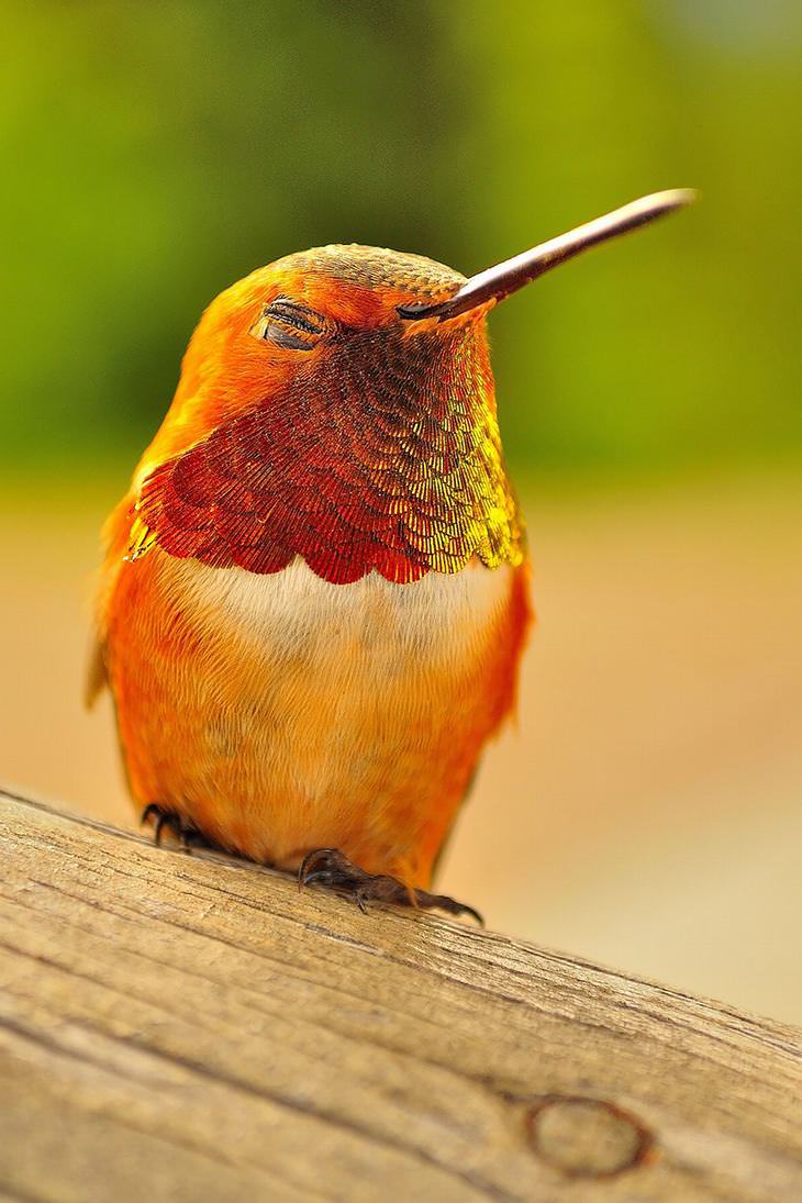 hummingbird