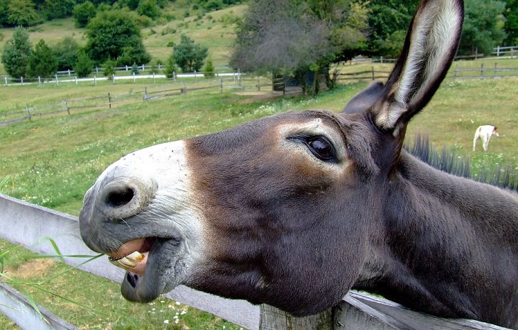 joke donkey preacher
