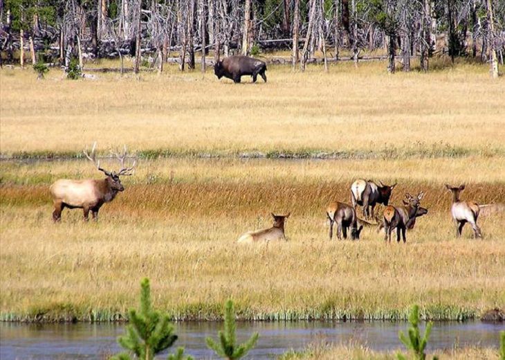how many species of animals are in yellowstone national park