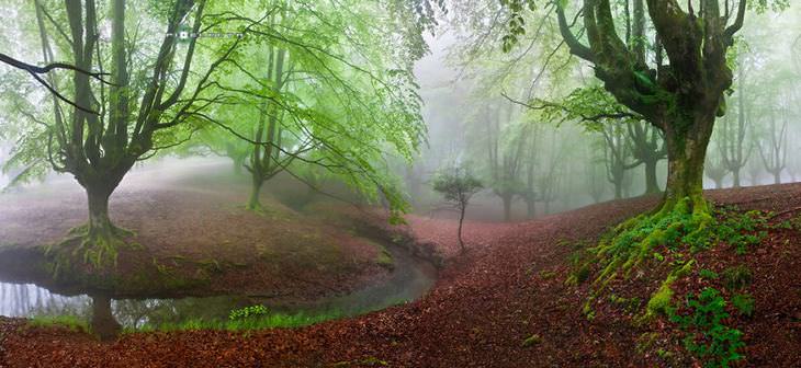 beautiful forests