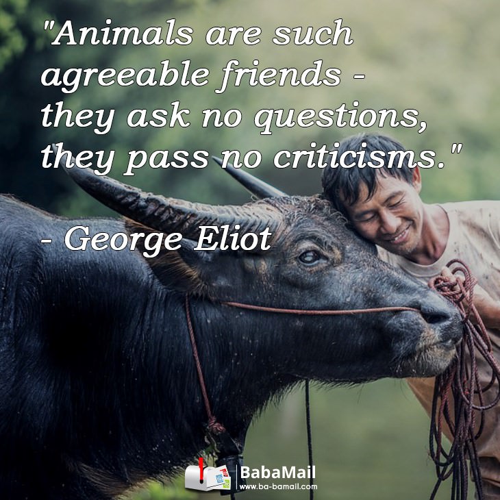 12 Great Animal Quotes As a Source of Inspiration | Nature - BabaMail