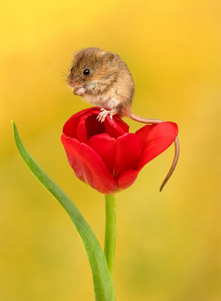 mice in flowers