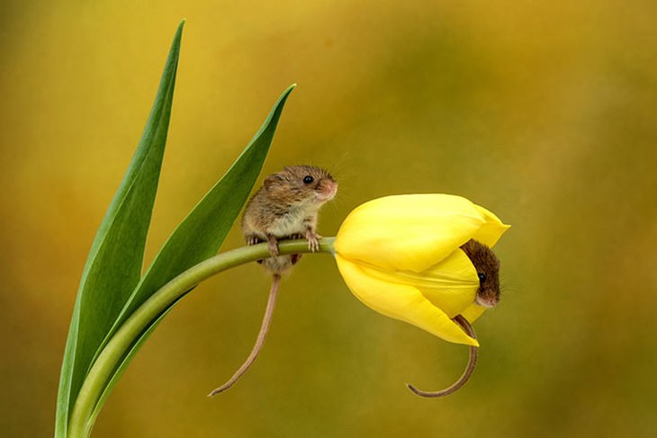 mice in flowers