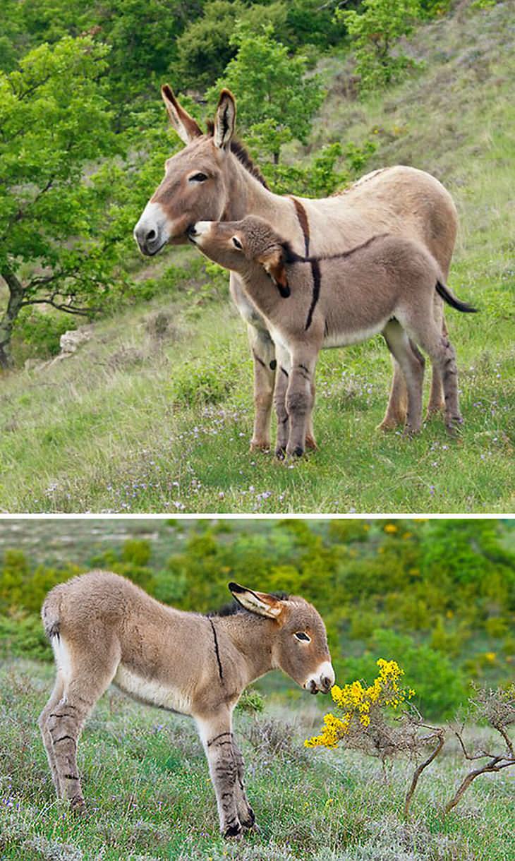 20 Cute And Cuddly Baby Donkeys Cute Overload Babamail