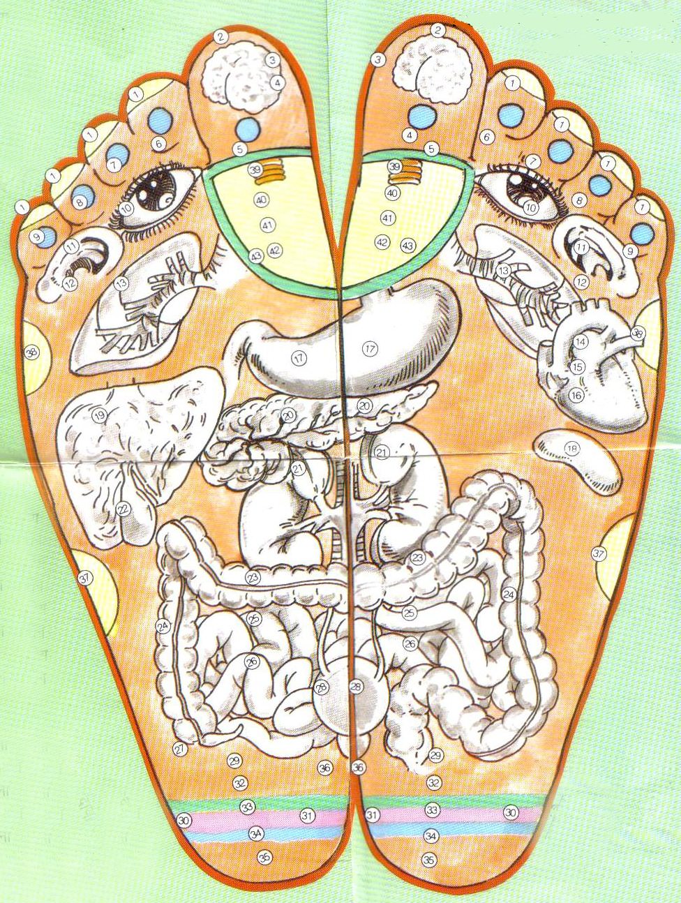 The Complete Map To Our Pressure Points Health Babamail