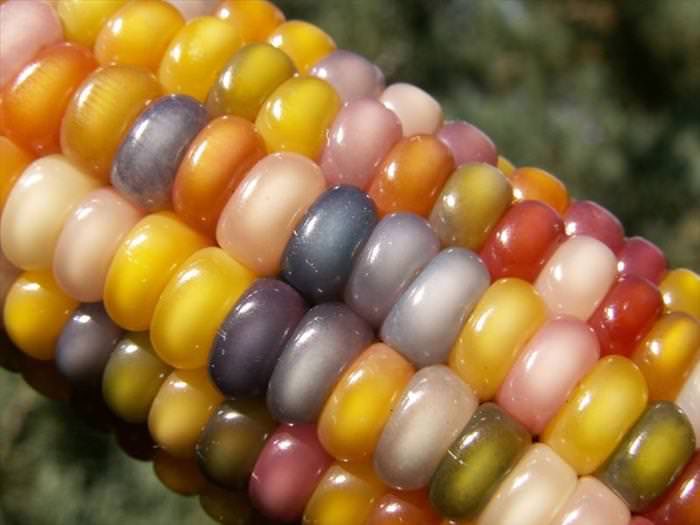 The Incredible Glass Gem Corn! Nature BabaMail