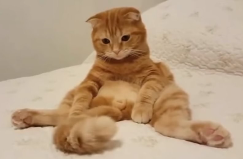 Cute kitten with tail plug fucks