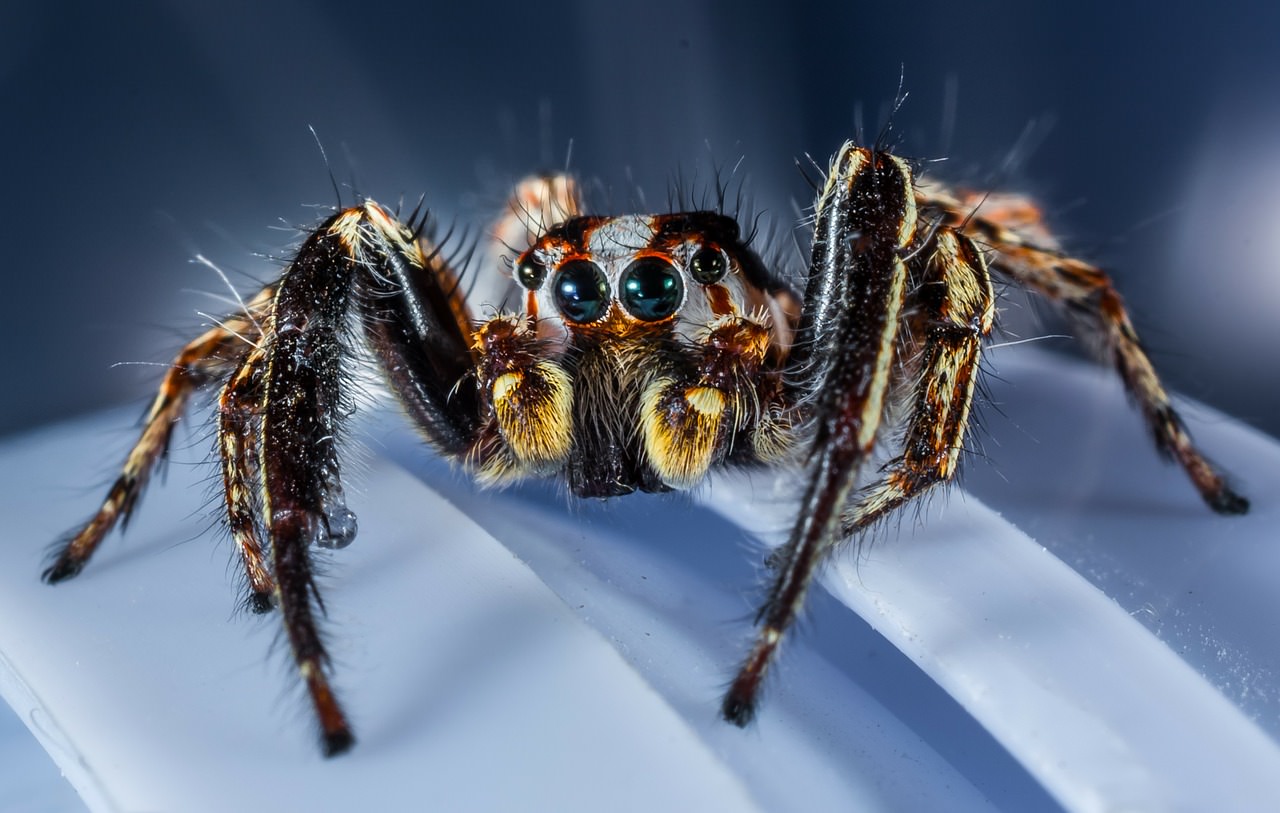 9-non-toxic-ways-to-keep-spiders-out-of-your-home-tips-and-updates