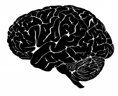The Fascinating Human Brain!