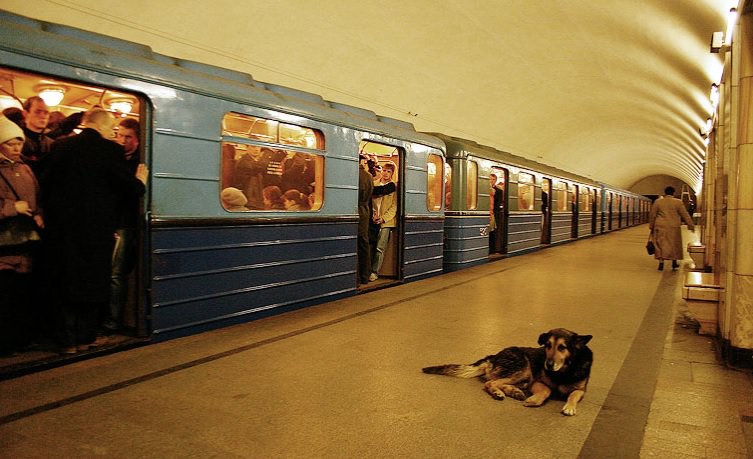 The Scrappy Subway Dogs of Moscow