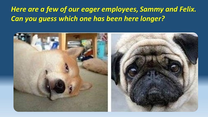 business dogs