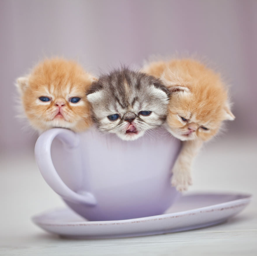 30 Adorable Baby Animals Inside a Cup