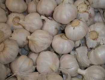 garlic