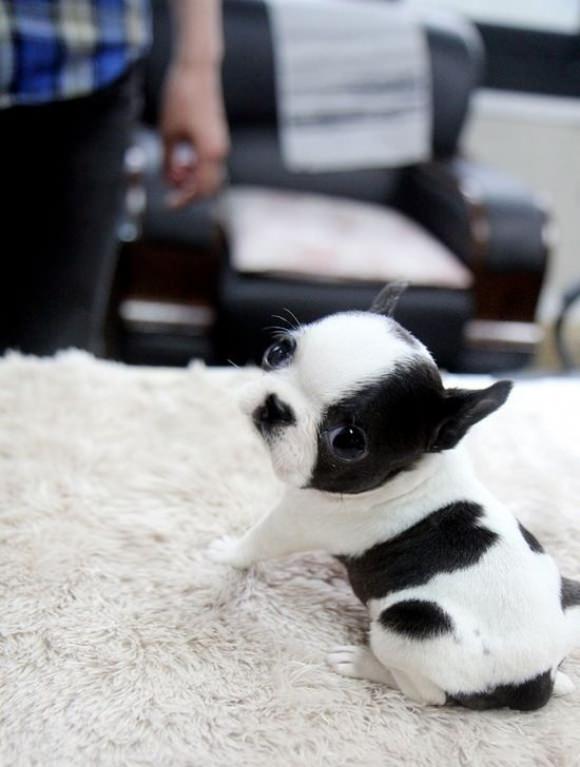 30 Lovable Baby Animals You Just Want to Cuddle