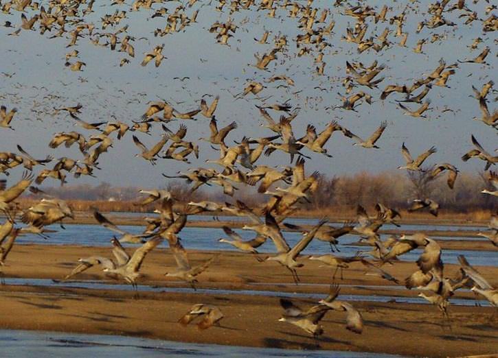 25 Photos of Animal Migration