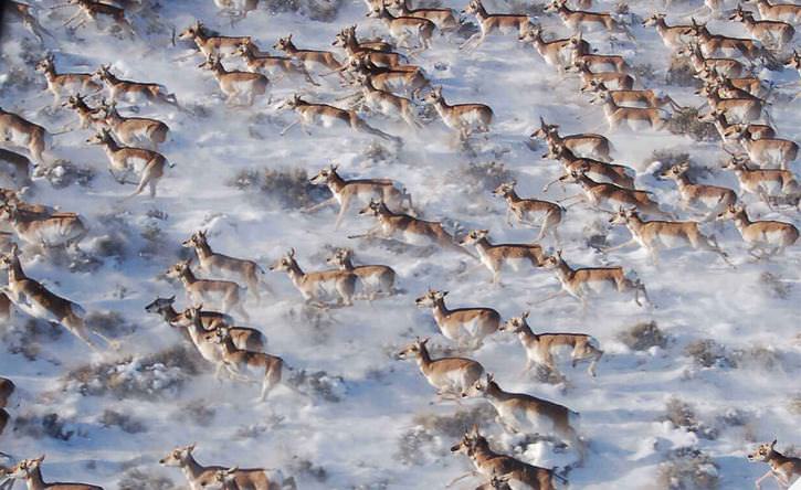 25 Photos of Animal Migration