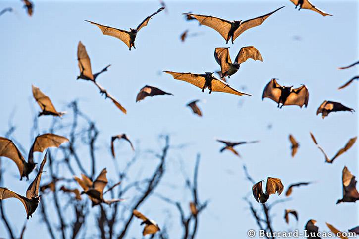 25 Photos of Animal Migration