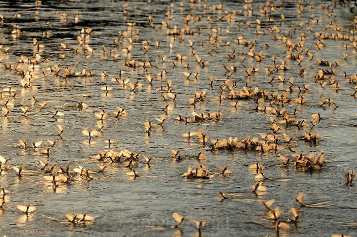 25 Photos of Animal Migration