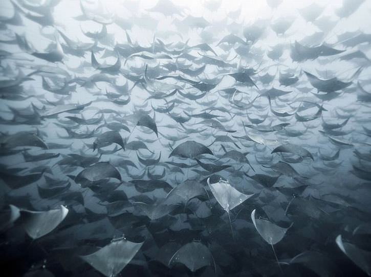 25 Photos of Animal Migration