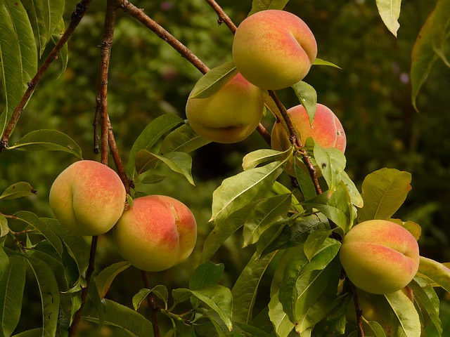 health benefits of peaches