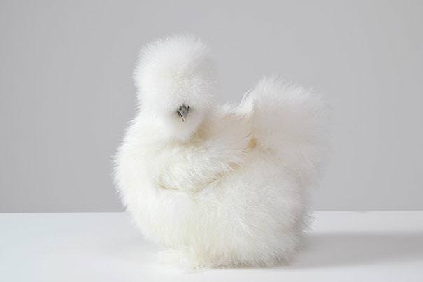 fluffy hen