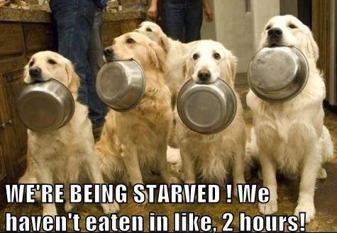 The Things Your Pets Will Do for Food...
