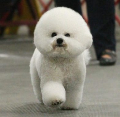 These Dogs Have the Best Hair Day, Every Day.