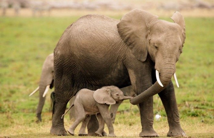 The best animal parents in the world