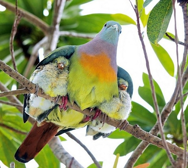 The best animal parents in the world