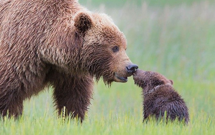 The best animal parents in the world