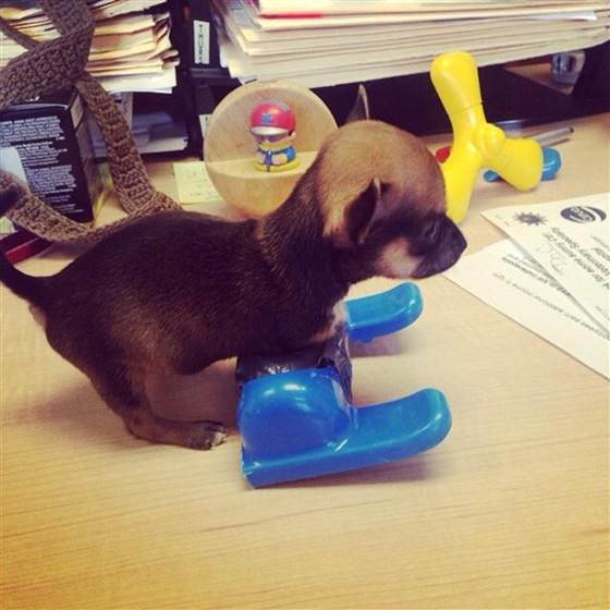 Tiny Puppy Needs His Toys!