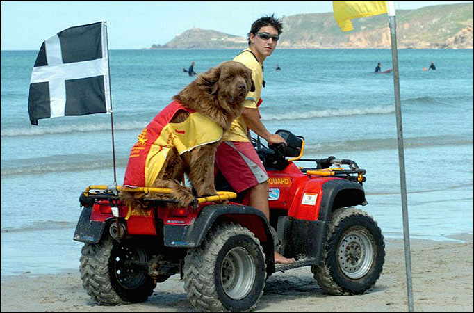 Who is the Best Lifeguard, Man or Dog?