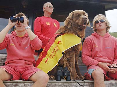 Who is the Best Lifeguard, Man or Dog?