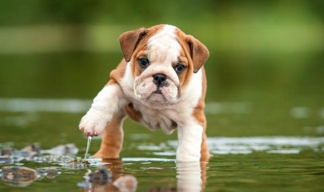 These Wrinkled Puppies are Just Too Cute!