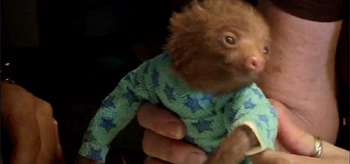 sloth in sweater