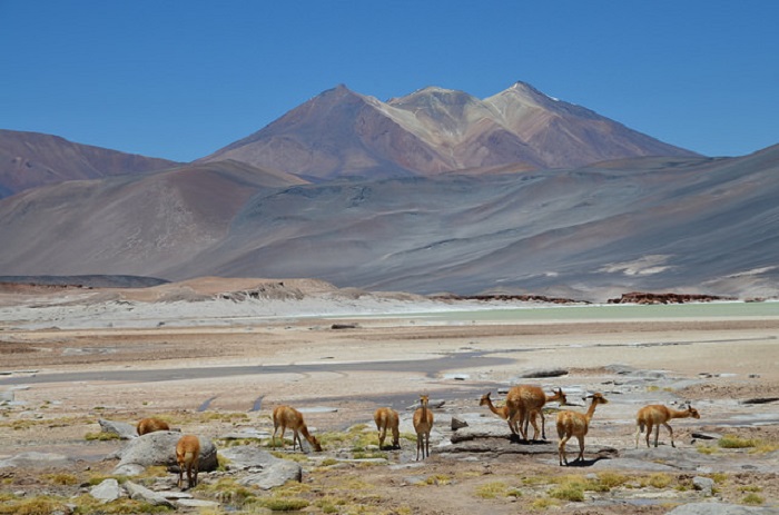 Vicunas Atacama