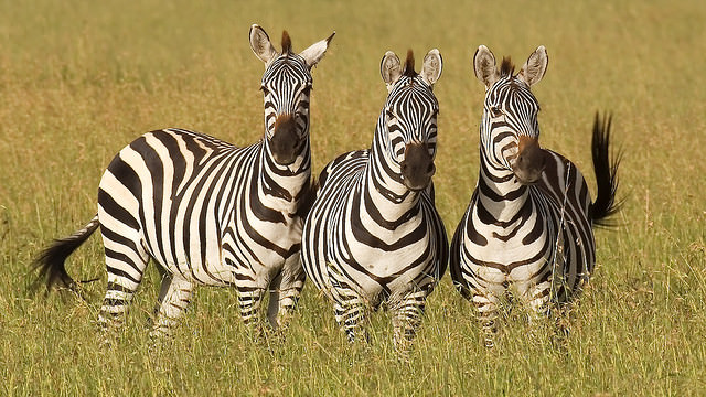 Photos from Kenya safaris