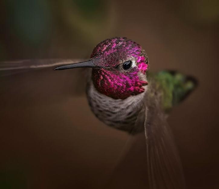Hummingbirds in All Their Beautiful Colors