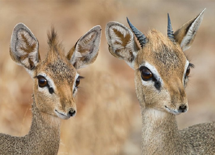 Meet the Dik-dik: the Cutest Little Antelope Ever