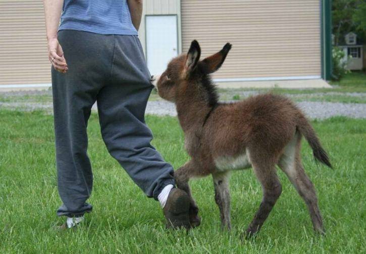 Adorable Mini-Donkeys Are Here to Make Your Day