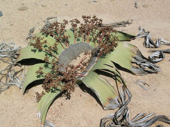 The 12 Strangest Plants in the World