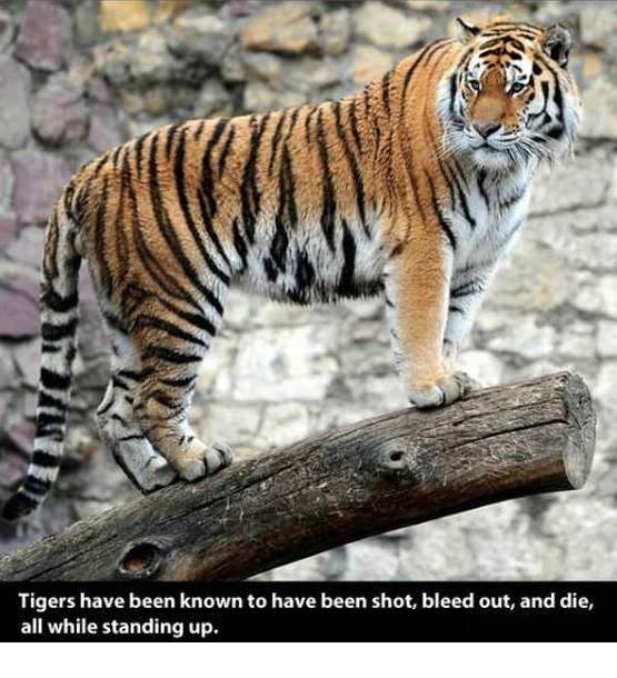 Tiger facts