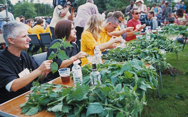 Stinging Nettle Championships